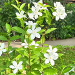 Райтия дизентирийная – Wrightia antidysenterica