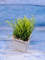 Rhipsalis Cassutha (Рипсалис)