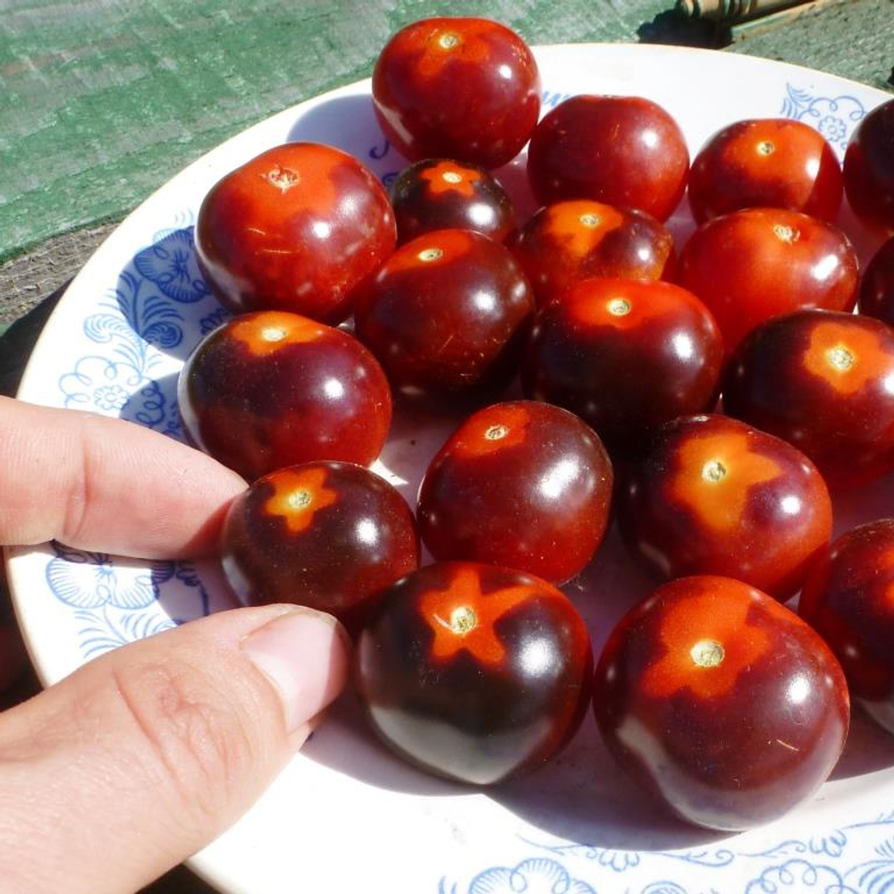 Помидоры - Blue Berry Cherry - Черри Черника