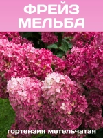 Фрайз Мельба гортензия метельчатая