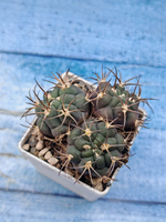 Gymnocalycium Pflanzii 3 head (Гимнокалициум)