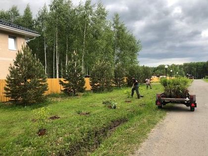 Посадка кустарников на Пейзажной улице продолжается