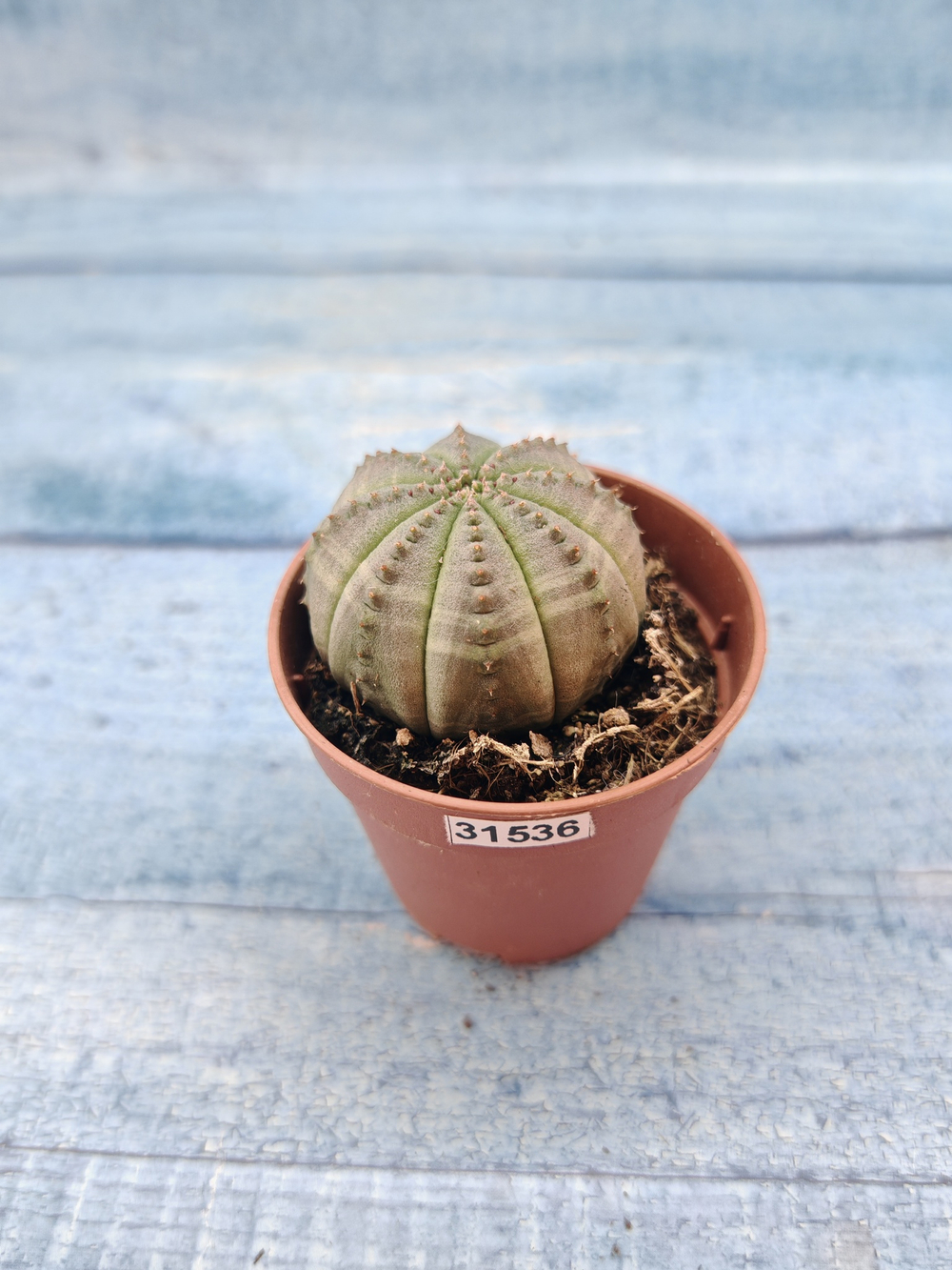 Euphoria Obesa (Эуфорбия)