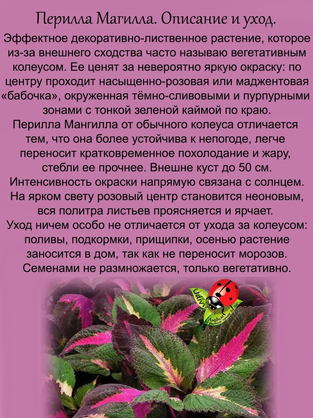 Перилла Магилла