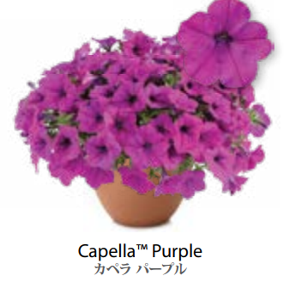 ЕВРО Петуния CAPELLA Purple ЕВРО укорененный черенок начало января поставка 9
