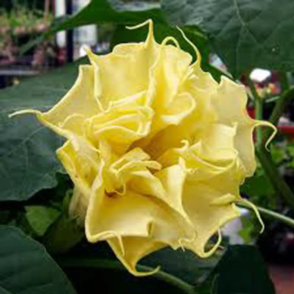 Datura Metal Double Yellow (Дурман Индийский) семена 3 шт