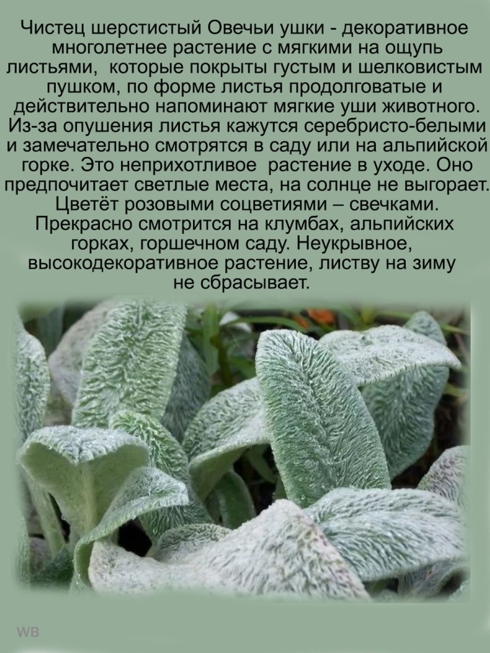 Чистец (овечьи ушки) многолетнее растение