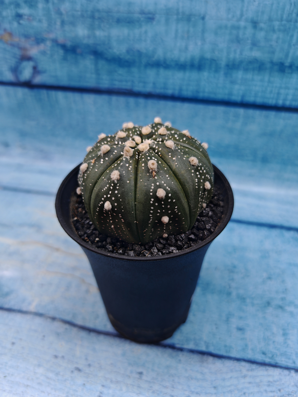 Astrophytum Asterias (Астрофитум)