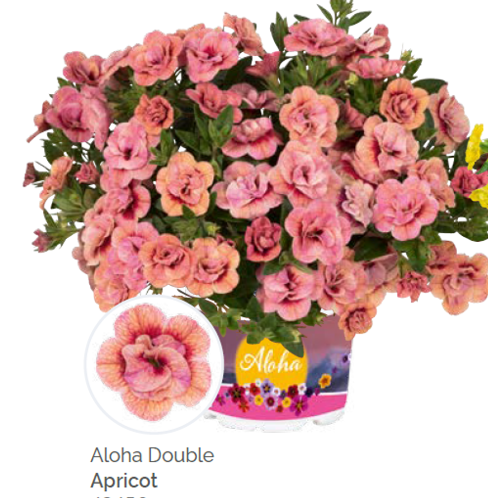 ЕВРО Калибрахоа Aloha Double Apricot (Dummen Orange) укоренный черенок начало/середина февраля поставка 15