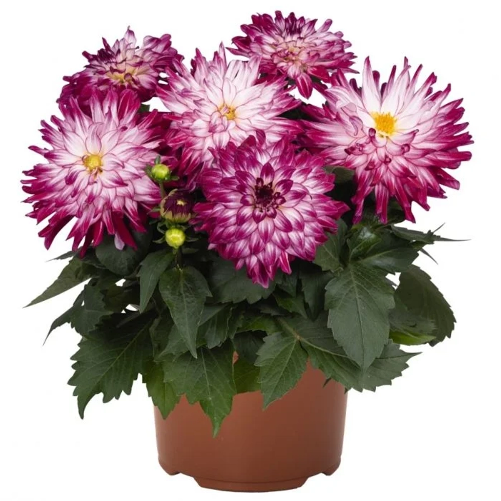 Георгина Labella Maggioge Rose Bicolour G2
