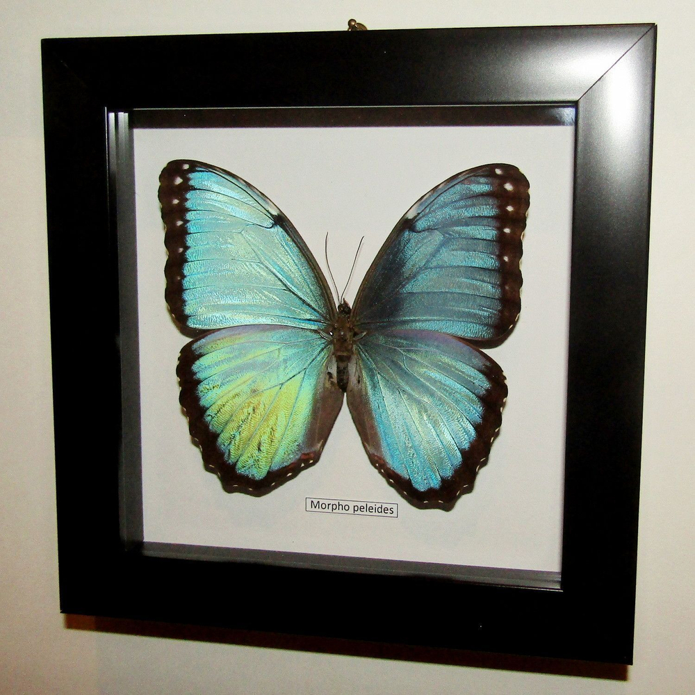 Бабочка Morpho peleides самец в рамке