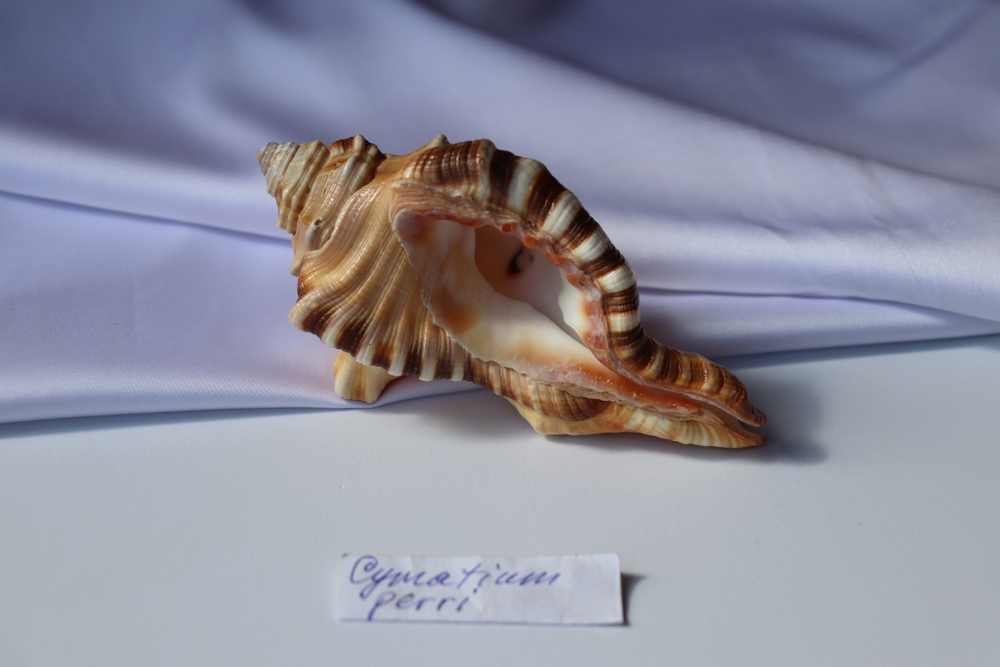Циматиум перри (Cymatium perryi) 11 см., 1шт.