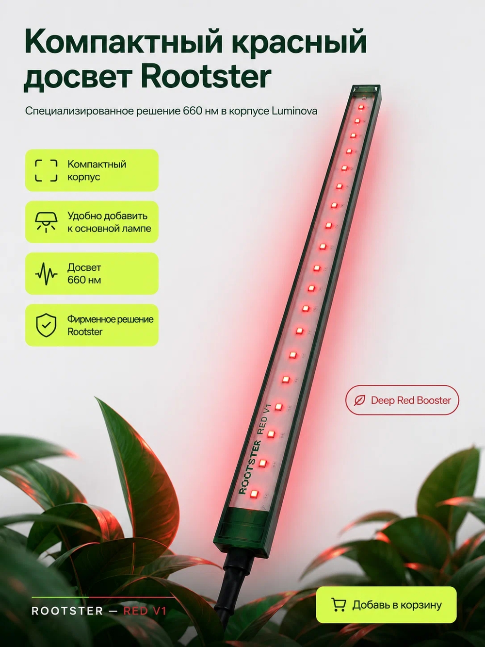 Rootster RED V1