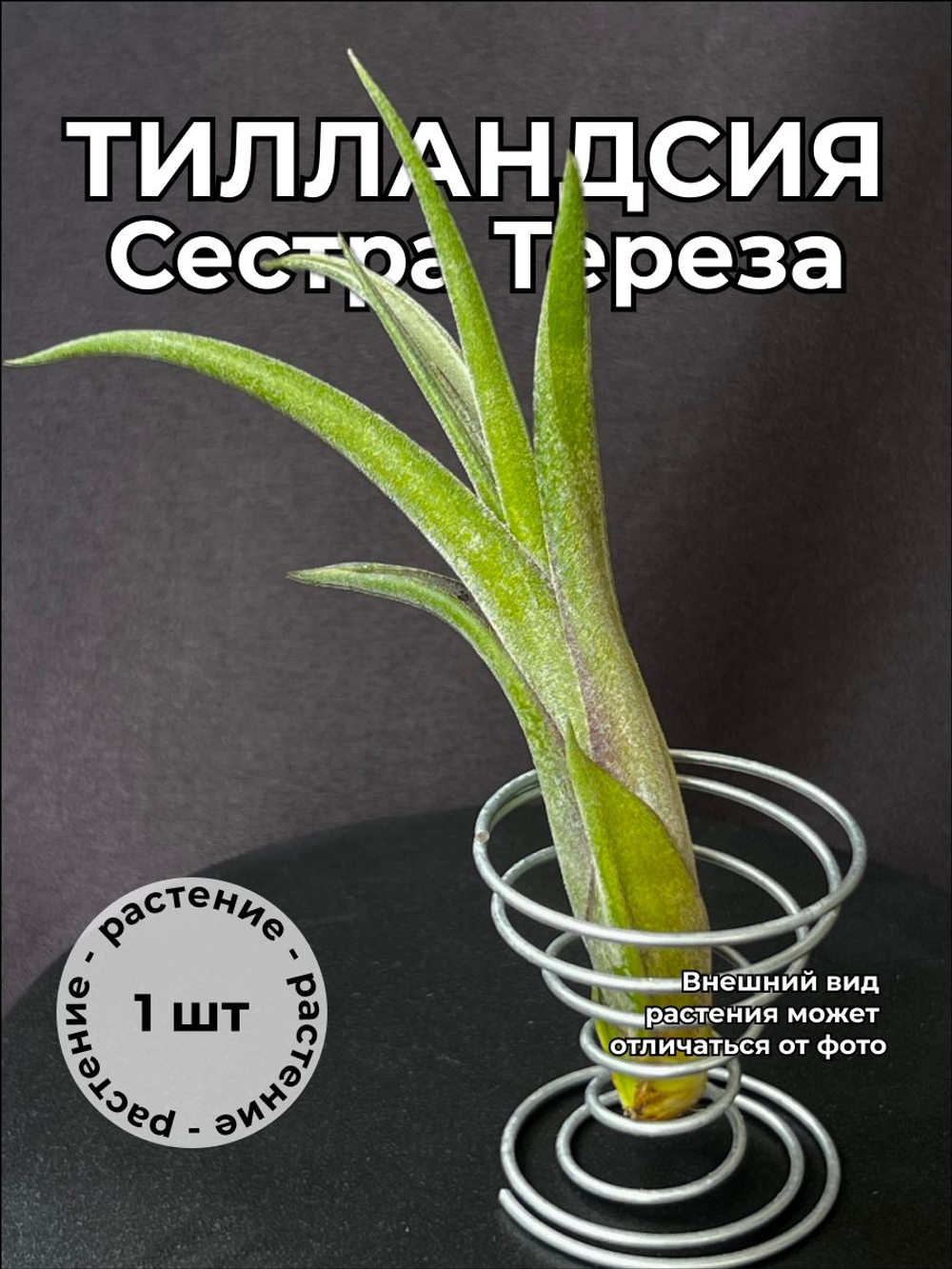 Тилландсия Сестра Тереза (Tillandsia SisterTheresa)