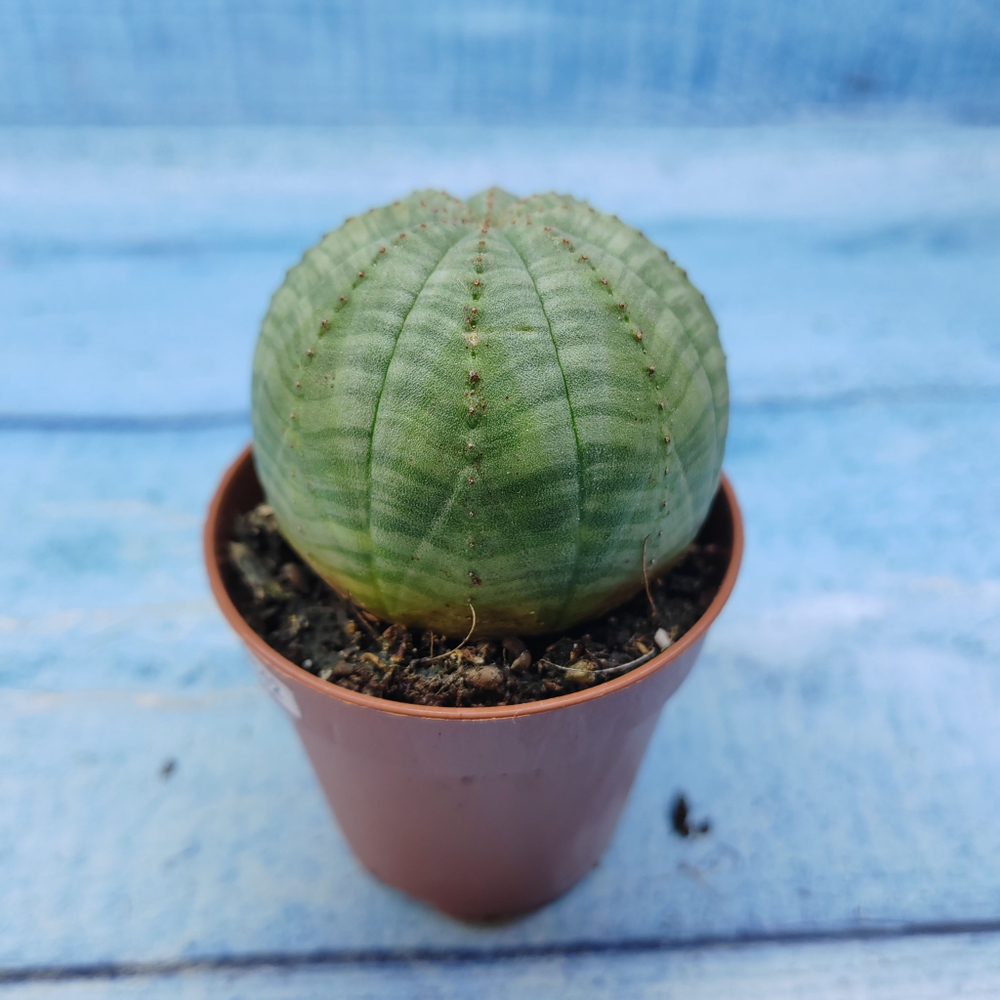 Euphorbia Obesa (Эуфорбия)