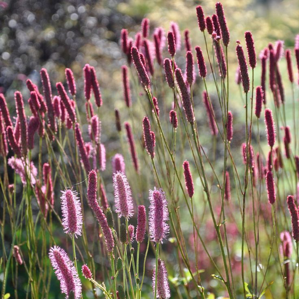 Кровохлёбка гибридная "Blackthorn". Sanguisorba  "Blackthorn".