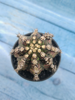 Gymnocalycium T-Rex Pink hybride (Гимнокалициум T-rex)