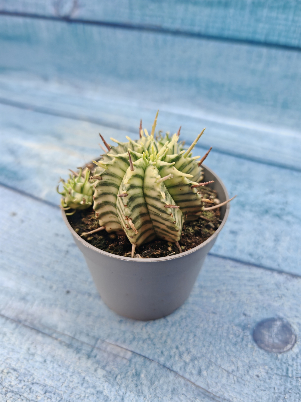 Euphorbia meloformis f. Variegated (Эуфорбия вариегатная)