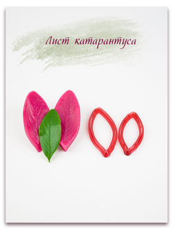 Лист катарантуса