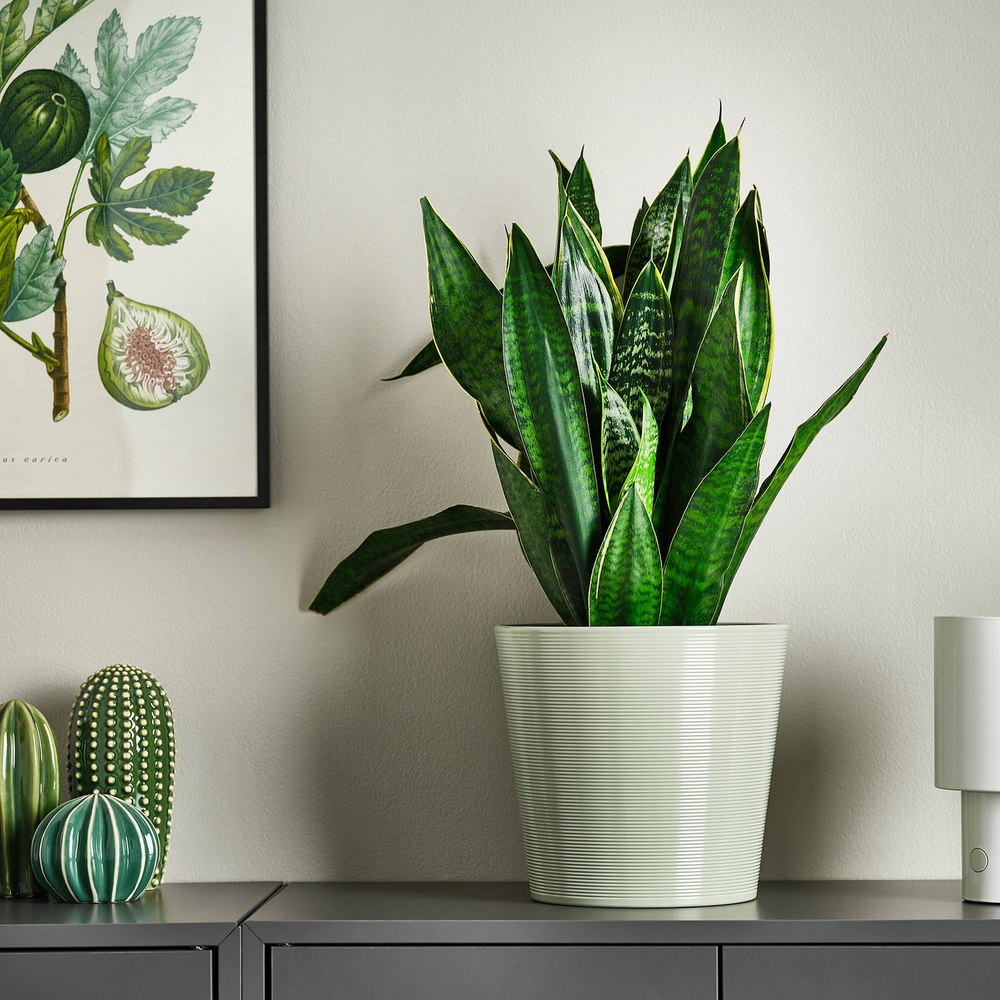 IKEA BROKSPIREA  (ИКЕА БРОКСПИРЕА)  -  Кашпо - светло-зелёное 19 см