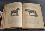 "Книга о лошади. Настольная книга для каждого коннозаводчика, коневода, коневладельца и любителя лошади". С.П. Урусов. 1902г. - раритет