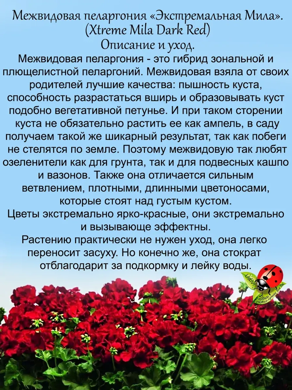 Пеларгония межвидовая Экстремальная Мила