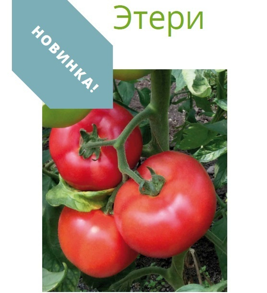ЭТЕРИ F1 семена томата (Seminis | Alexagro) – фото 5