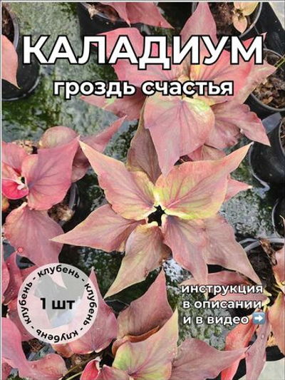 Каладиум Гроздь счастья клубень