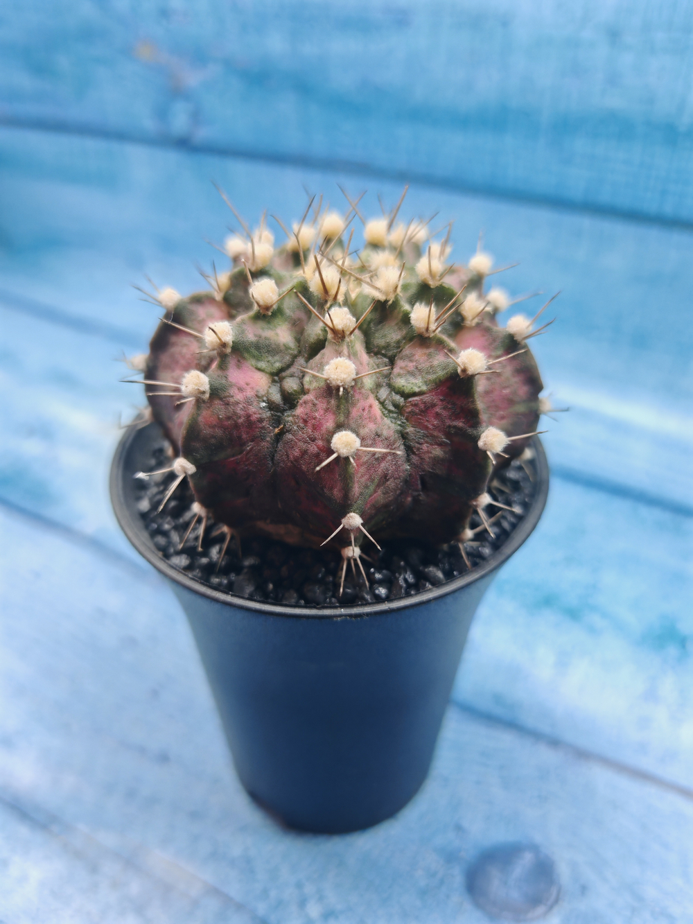 Gymnocalycium T-Rex Pink hybride (Гимнокалициум T-rex)