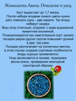 Жимолость Авача съедобная сладкая