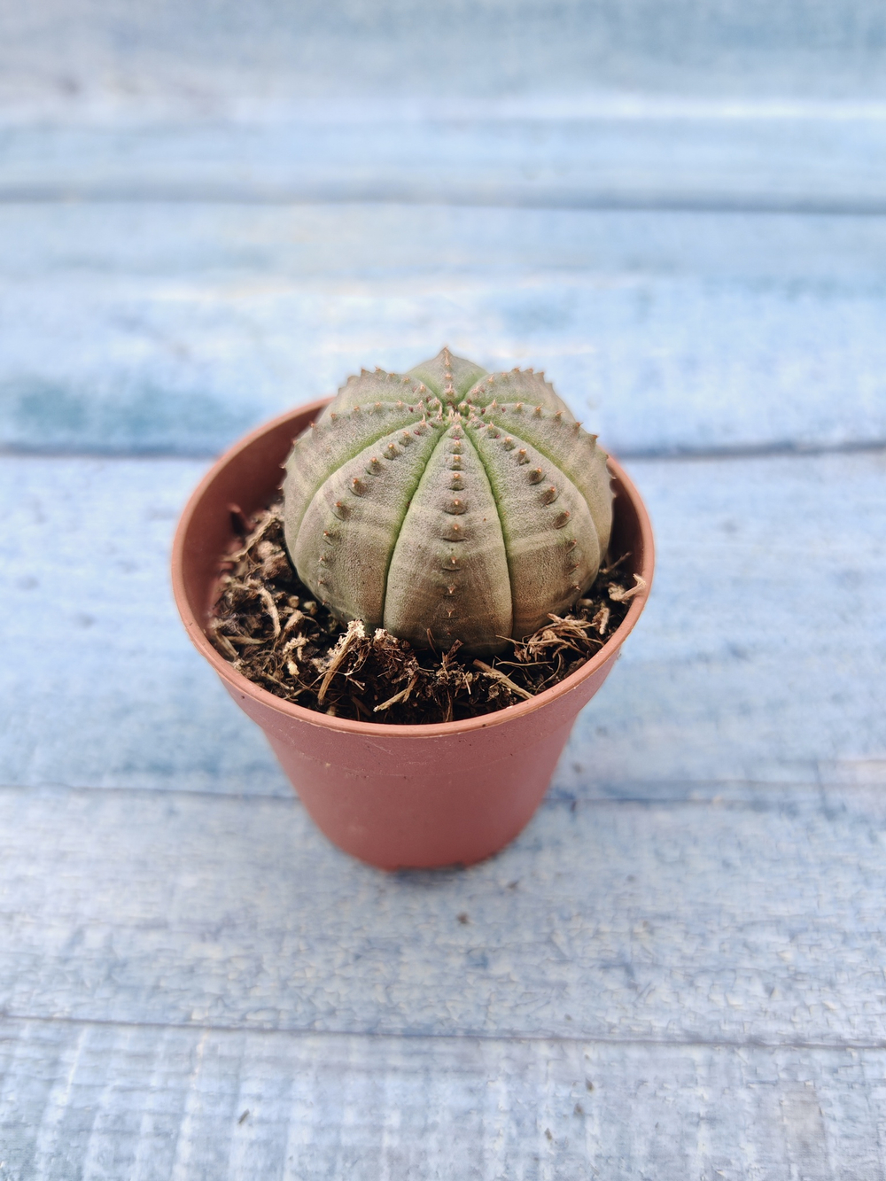 Euphoria Obesa (Эуфорбия)