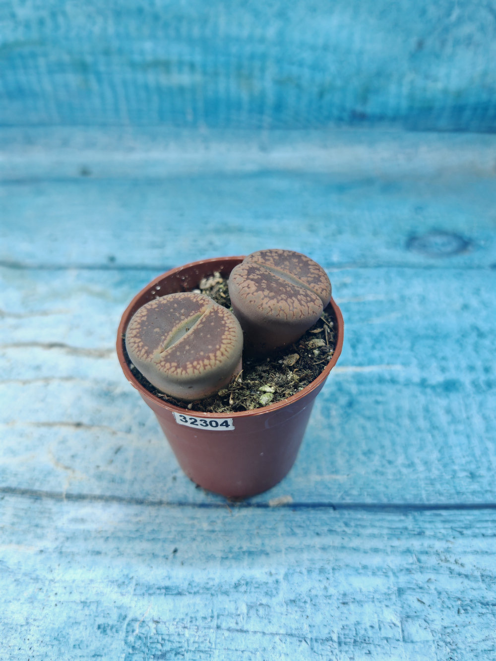 Lithops sp. (Литопсы)