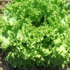 ФАНЛИ семена салата (Syngenta | Alexagro)