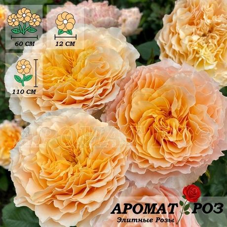 Кампанелла Пич (Campanella Peach)