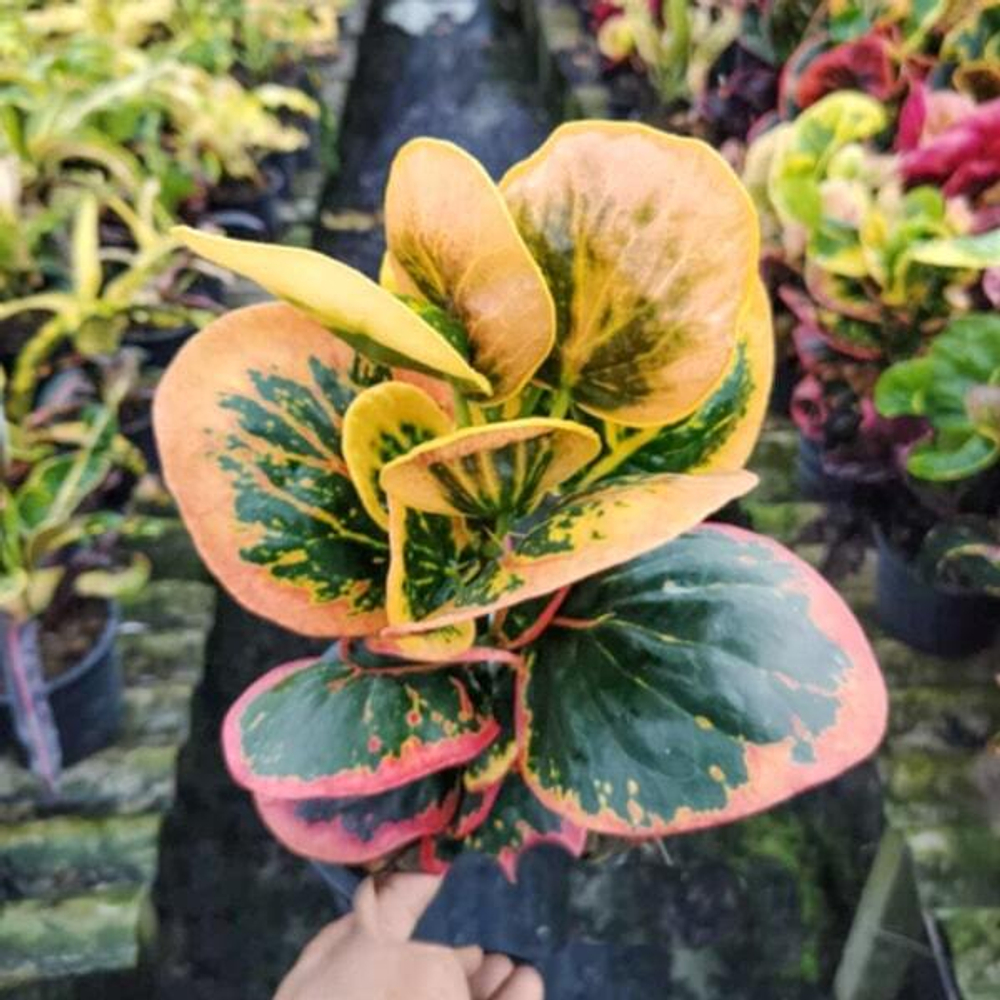 Кротон GAEW PAILIN (K56)