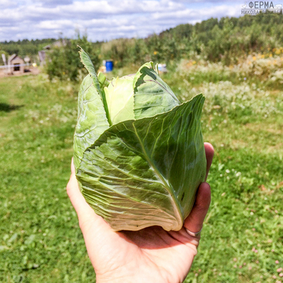 Капуста белокочанная ранняя