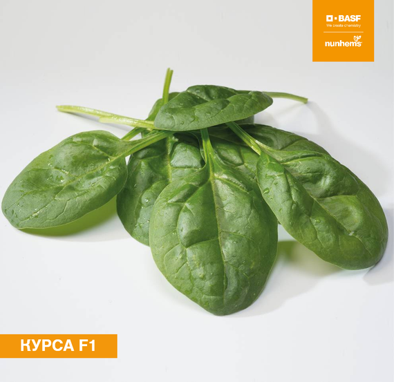 Курса F1 — урожай шпината, фото 6