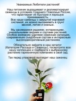 Эхинацея пурпурная Белый лебедь Вайт Свон