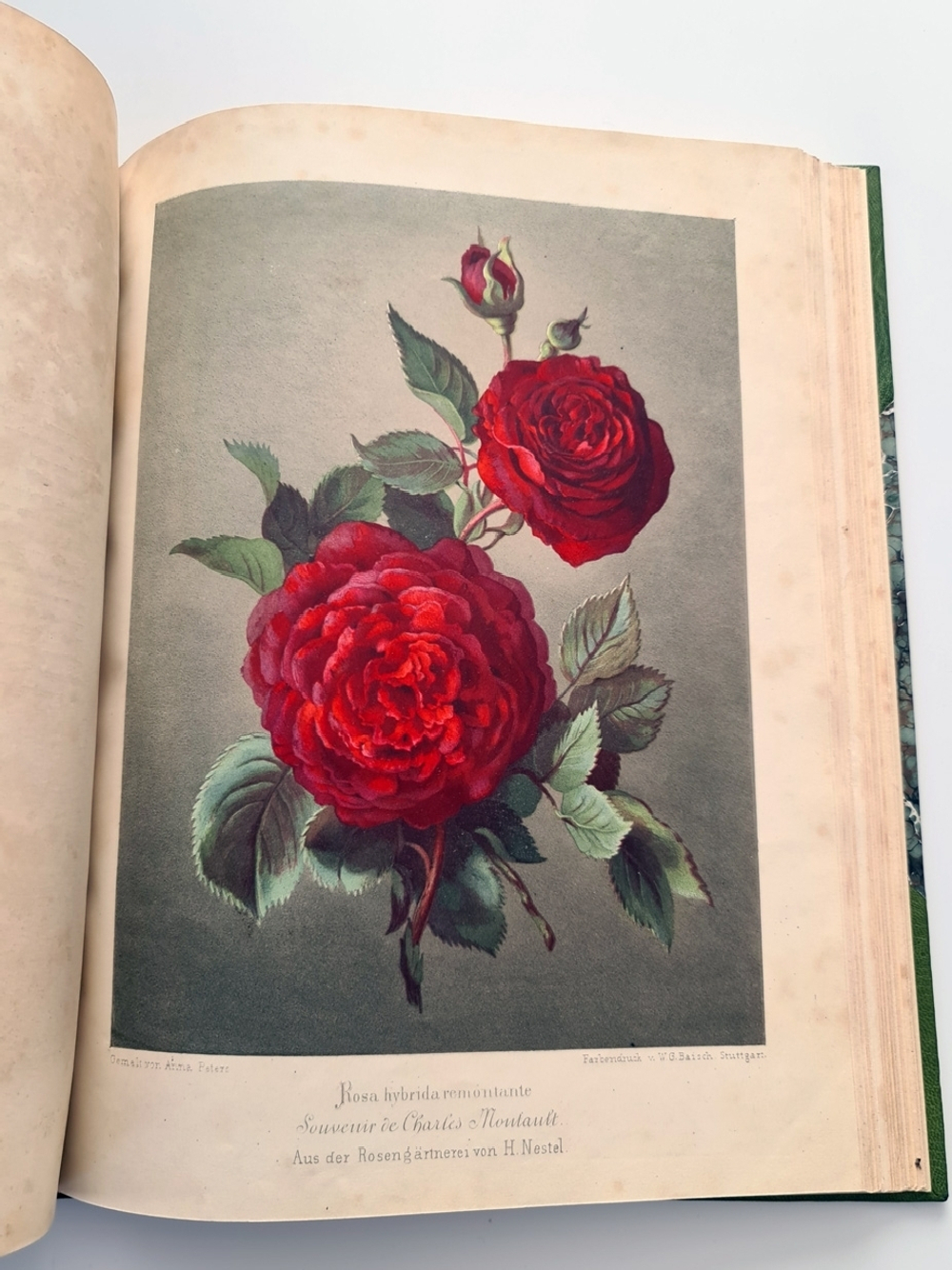 "Nestel`s Rosengarten. [  Сад роз Нестела]". E. Schweizerbartsche Verlagshandlung. 1869г.