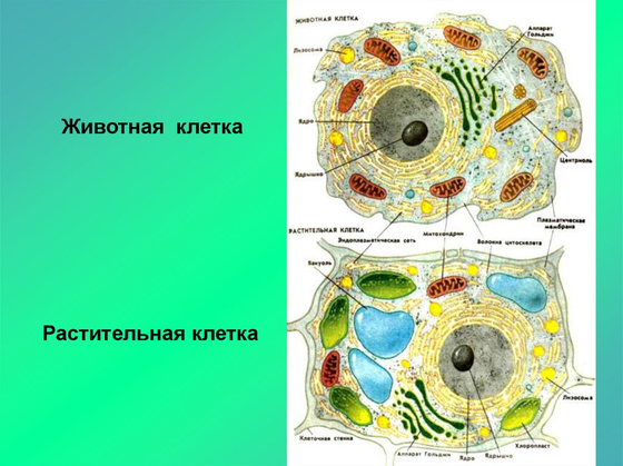 Модель "Клетка животного"