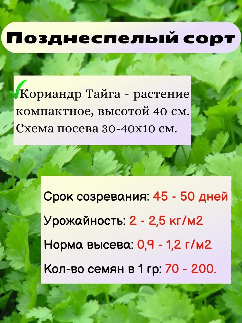 Кориандр (кинза) семена набор 3 шт