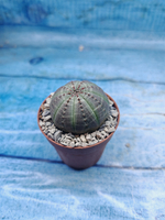 Euphoria Obesa (Эуфорбия)