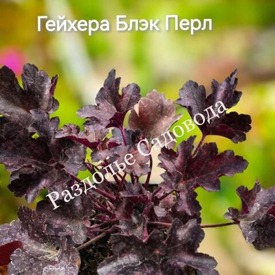 Гейхера Блэк Перл