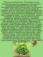 Рукола Вариегатная многолетняя
