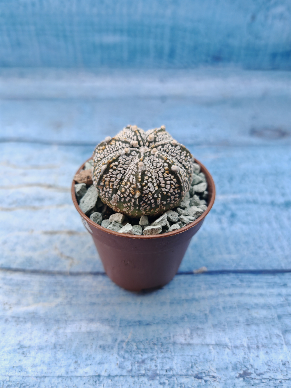 Astrophytum Asterias "Super Kabuto" (Астрофитум)