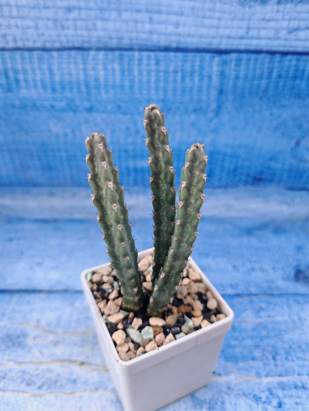 Euphorbia Debilispina (Эуфорбия)