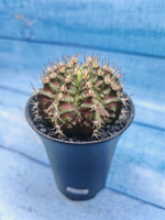 Gymnocalycium T-Rex Pink hybride (Гимнокалициум T-rex)