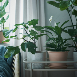 IKEA MUSKOTBLOMMA  (ИКЕА МУСКОТБЛОММА)  -  Горшок с поддоном - для дома/улицы терракота 15 см