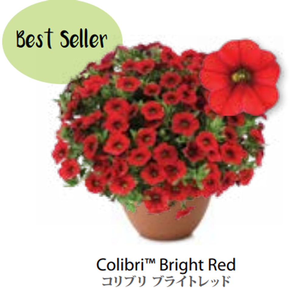 ЕВРО Calibrachoa Colibri Bright Red укор черенок