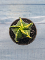 Astrophytum Myriostigma variagate (Астрофитум вариегатный)